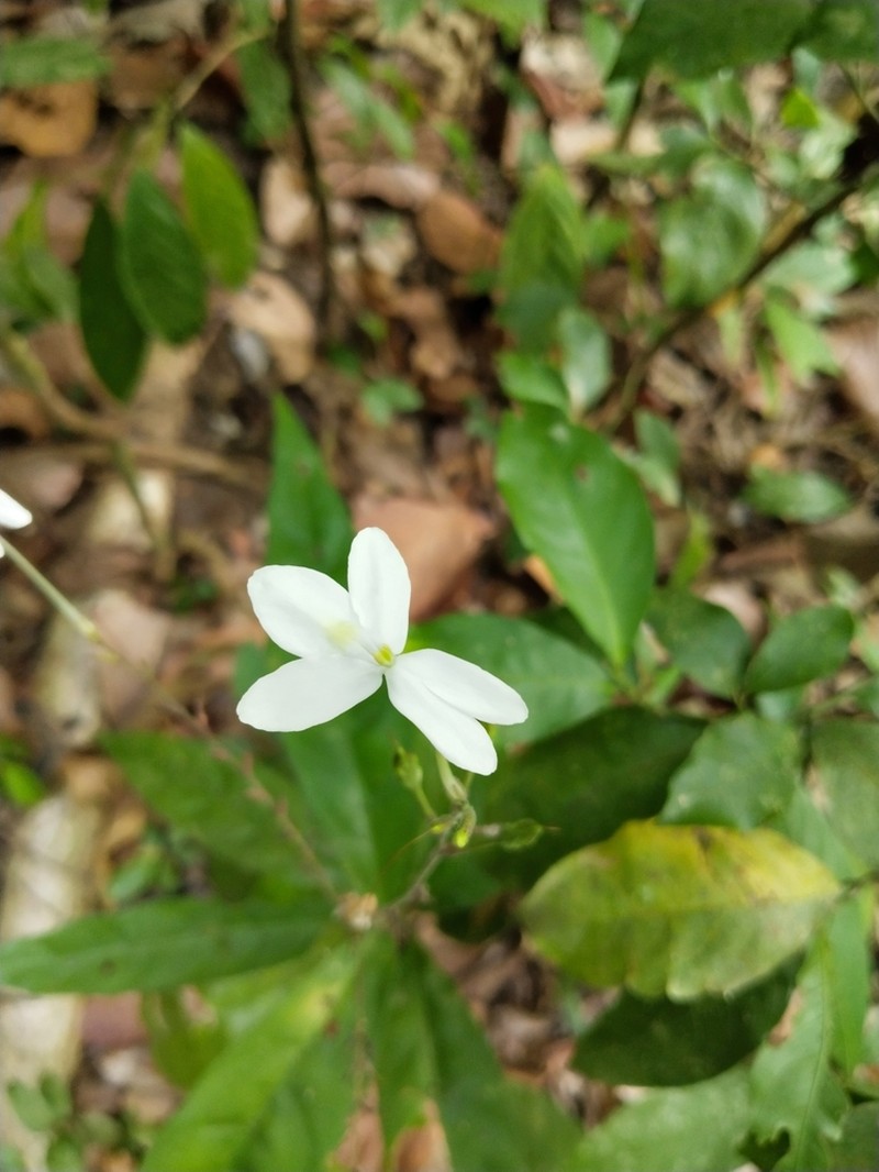 Pseuderanthemum album photo 6
