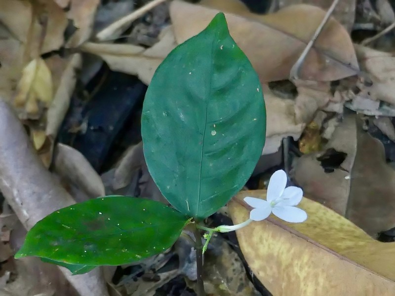 Pseuderanthemum album photo 7
