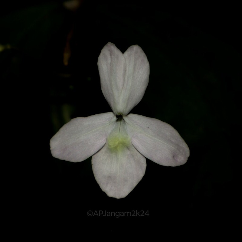 Pseuderanthemum album photo 8