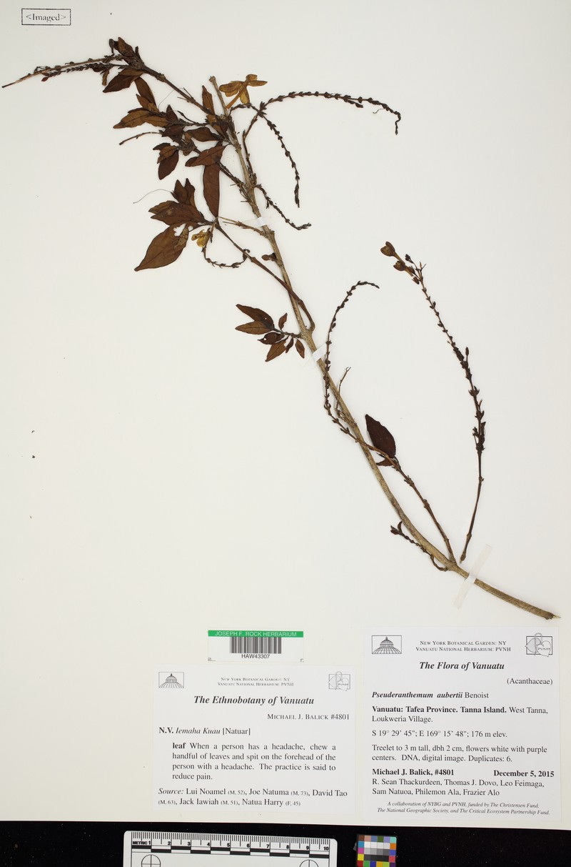 Pseuderanthemum aubertii
