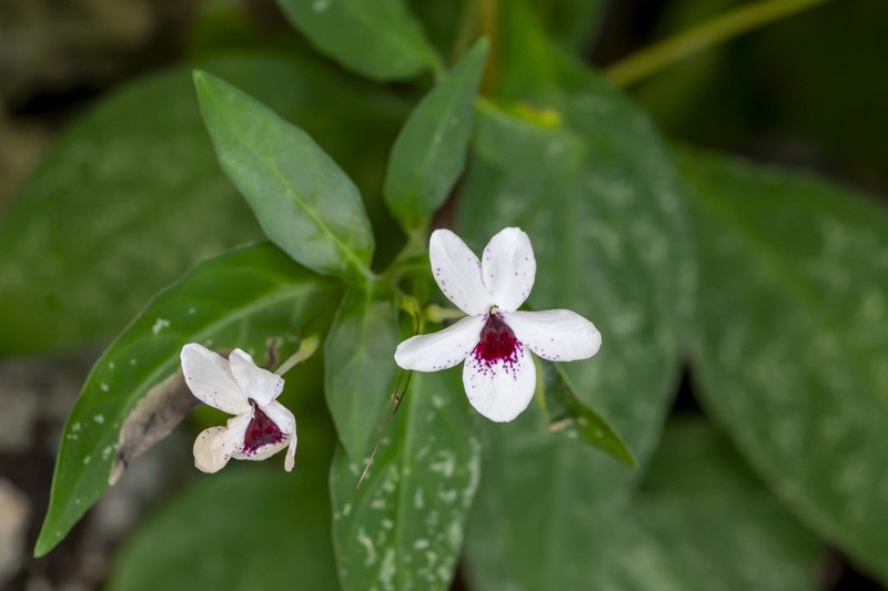 Pseuderanthemum bicolor