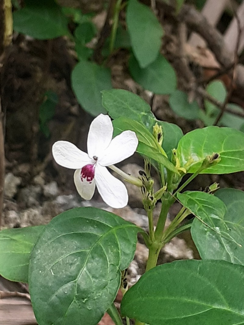 Pseuderanthemum bicolor photo 2
