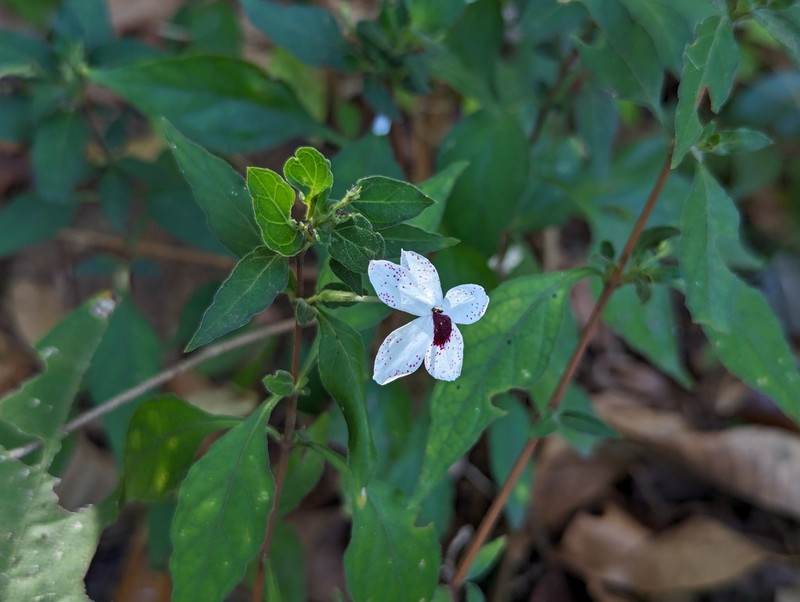 Pseuderanthemum bicolor photo 3