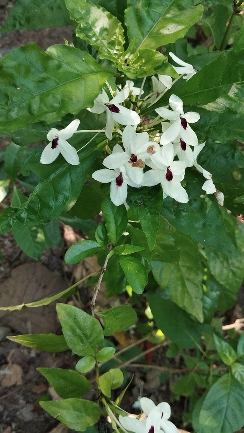 Pseuderanthemum bicolor photo 4