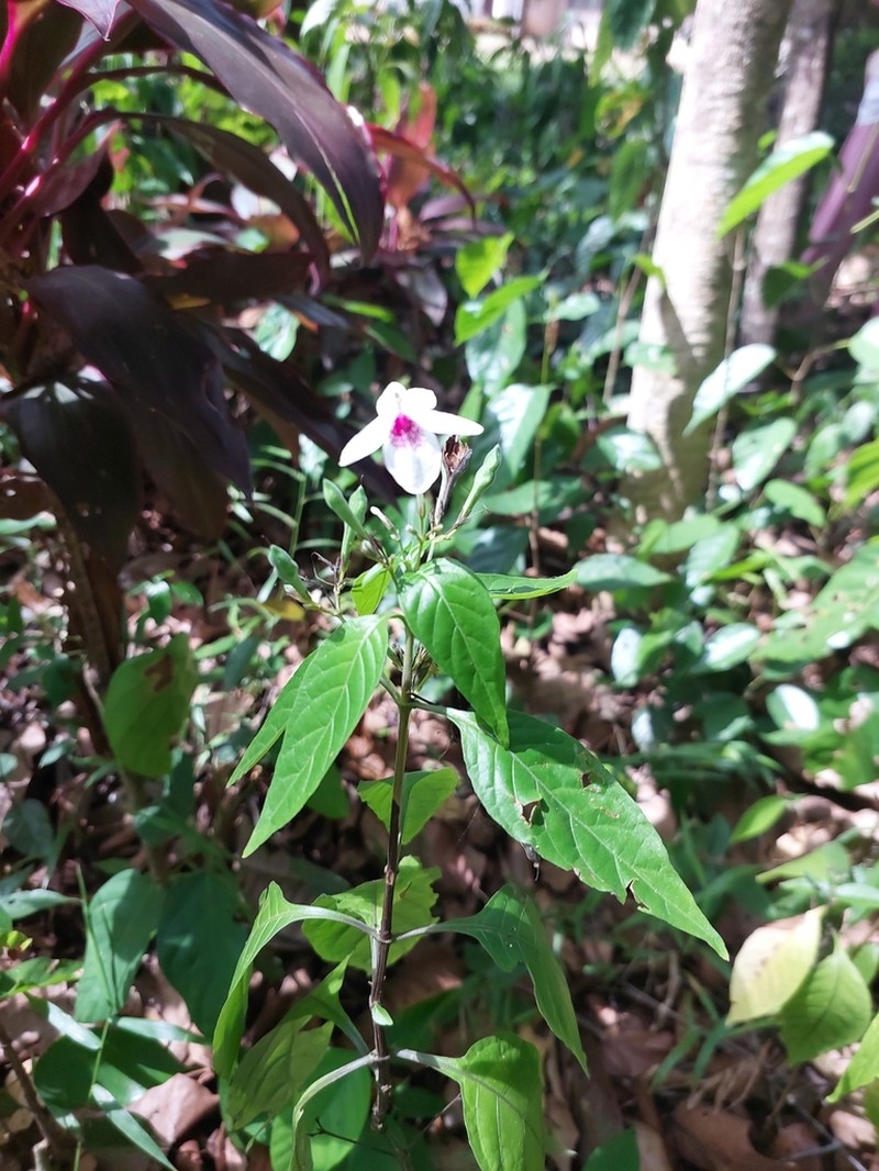 Pseuderanthemum bicolor photo 5