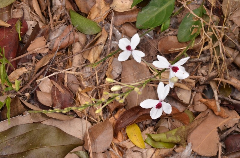 Pseuderanthemum bicolor photo 6
