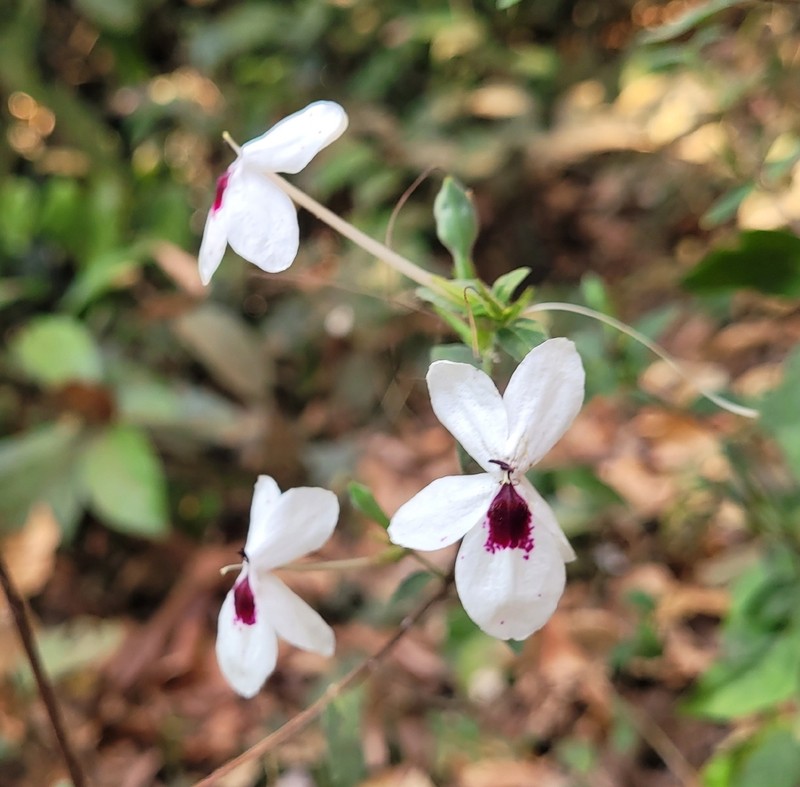 Pseuderanthemum bicolor photo 7