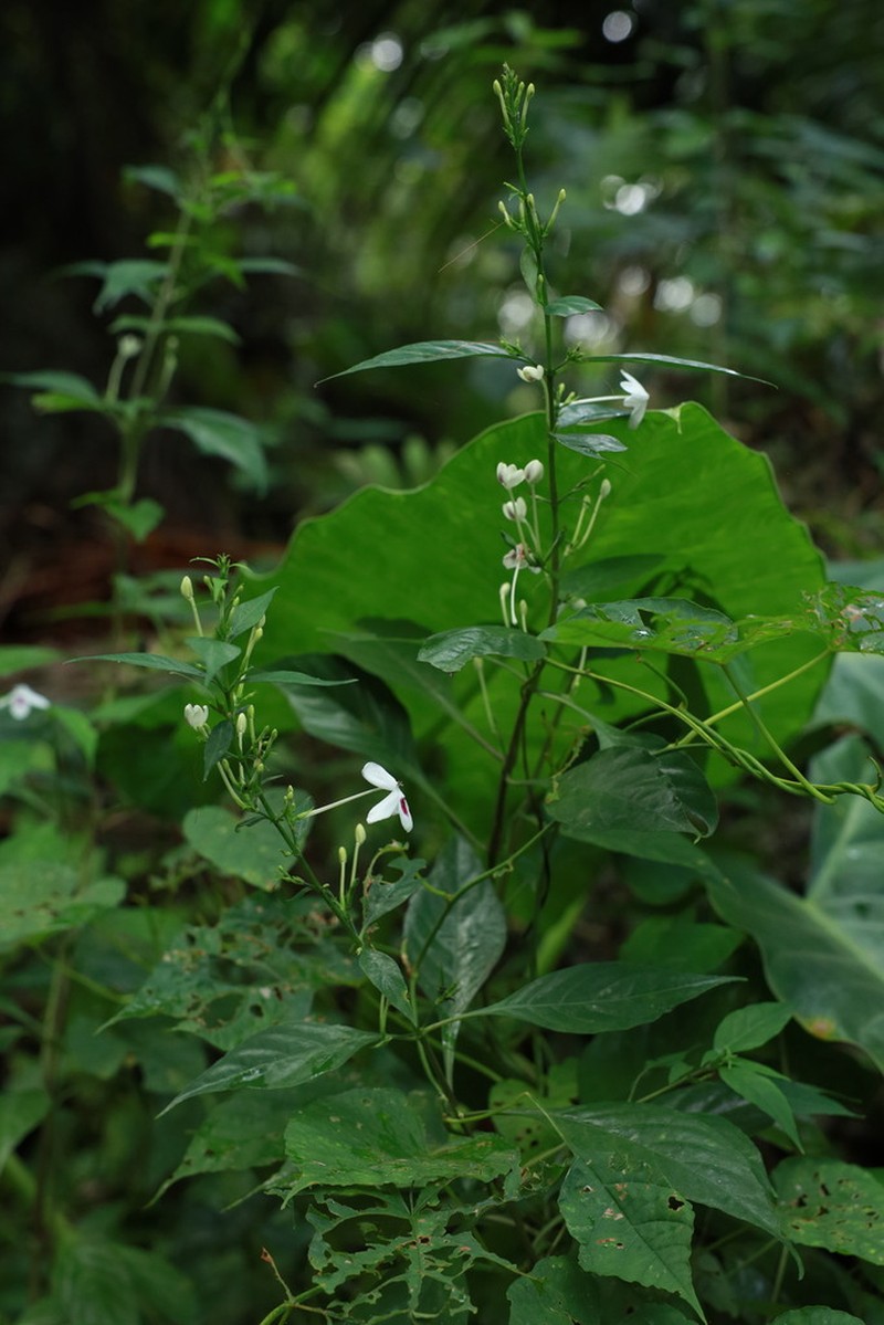Pseuderanthemum bicolor photo 8