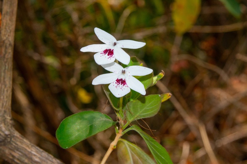Pseuderanthemum bracteatum