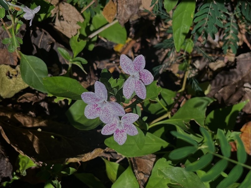 Pseuderanthemum bracteatum photo 2