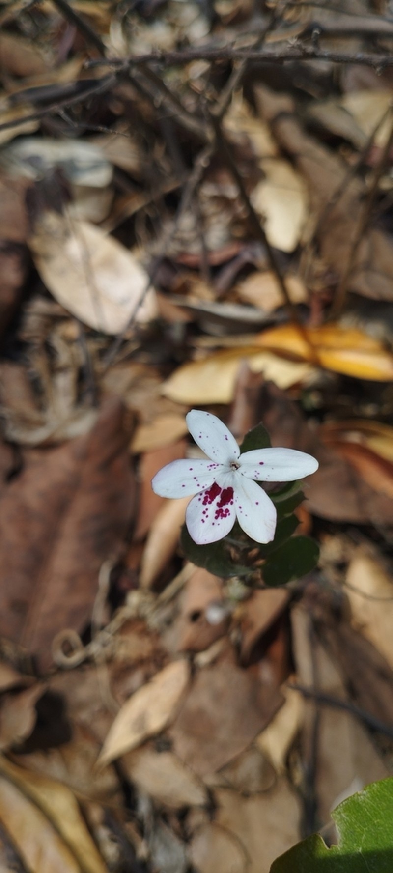 Pseuderanthemum bracteatum photo 3