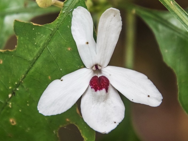 Pseuderanthemum bracteatum photo 4