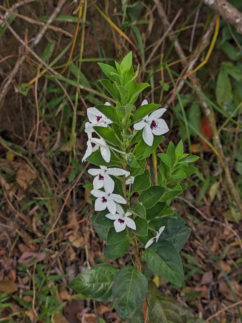 Pseuderanthemum bracteatum photo 5