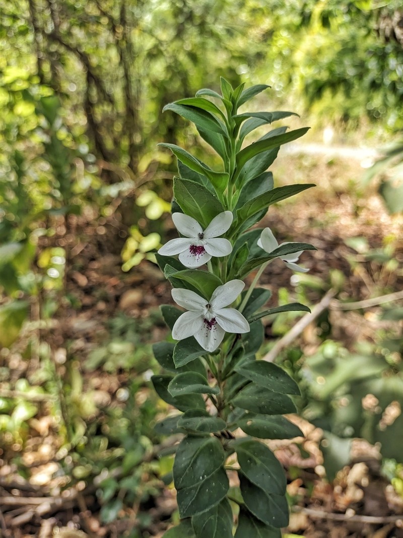 Pseuderanthemum bracteatum photo 6