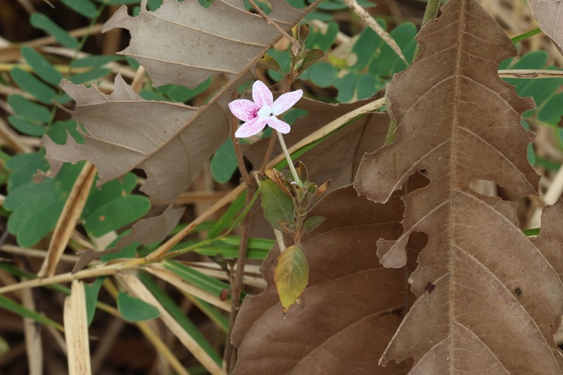 Pseuderanthemum bracteatum photo 7