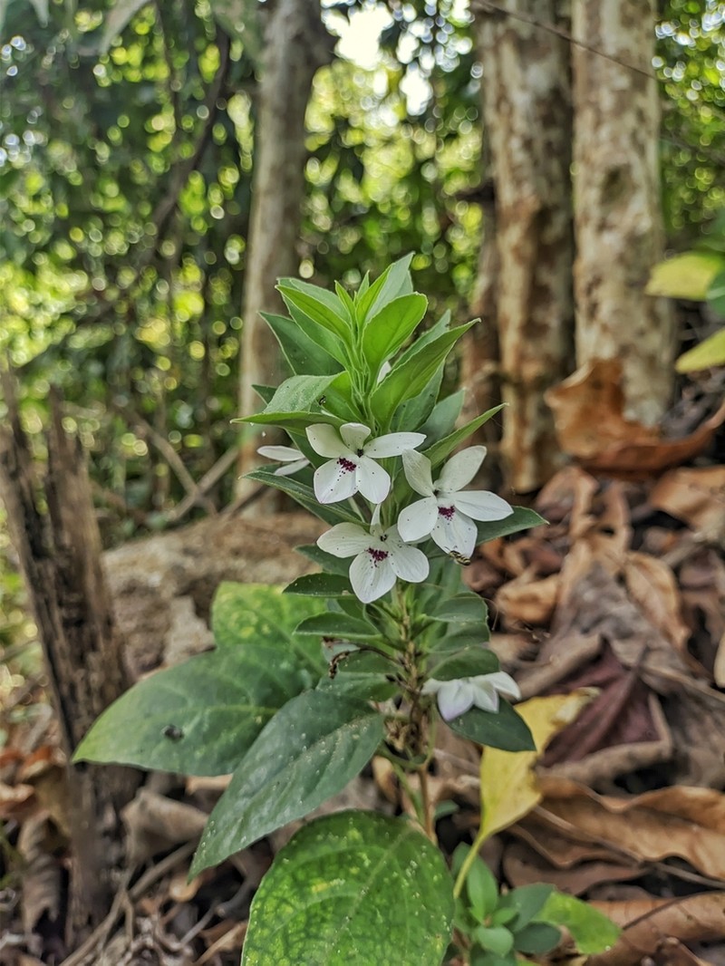 Pseuderanthemum bracteatum photo 8
