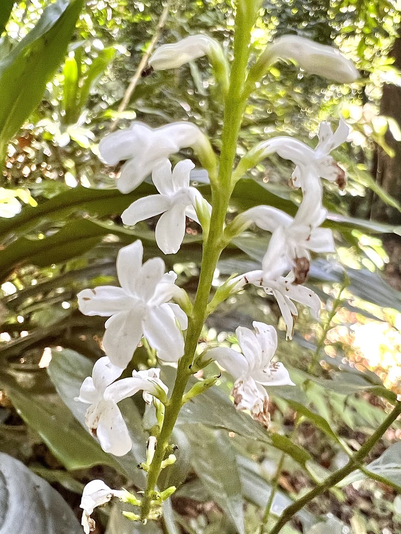 Pseuderanthemum campylosiphon photo 2