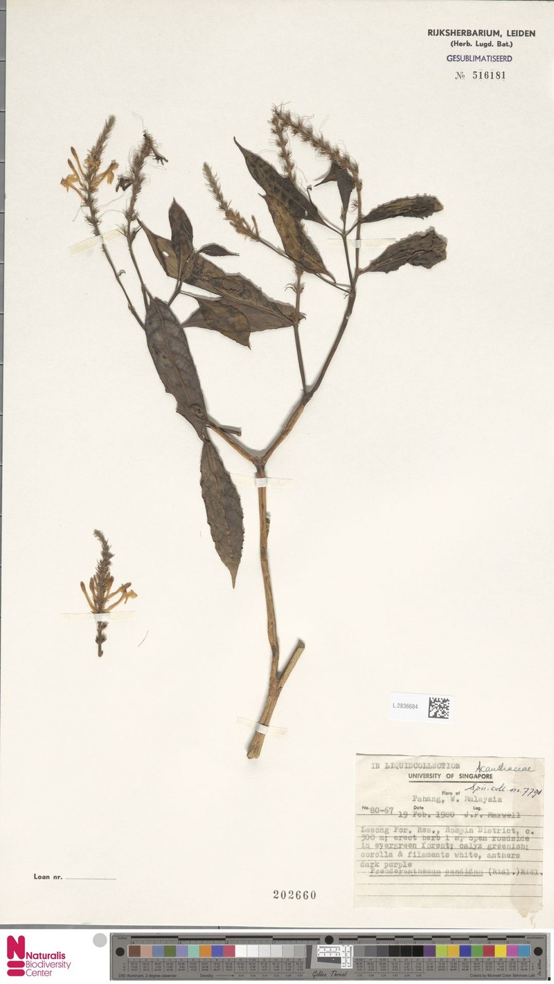 Pseuderanthemum candidum