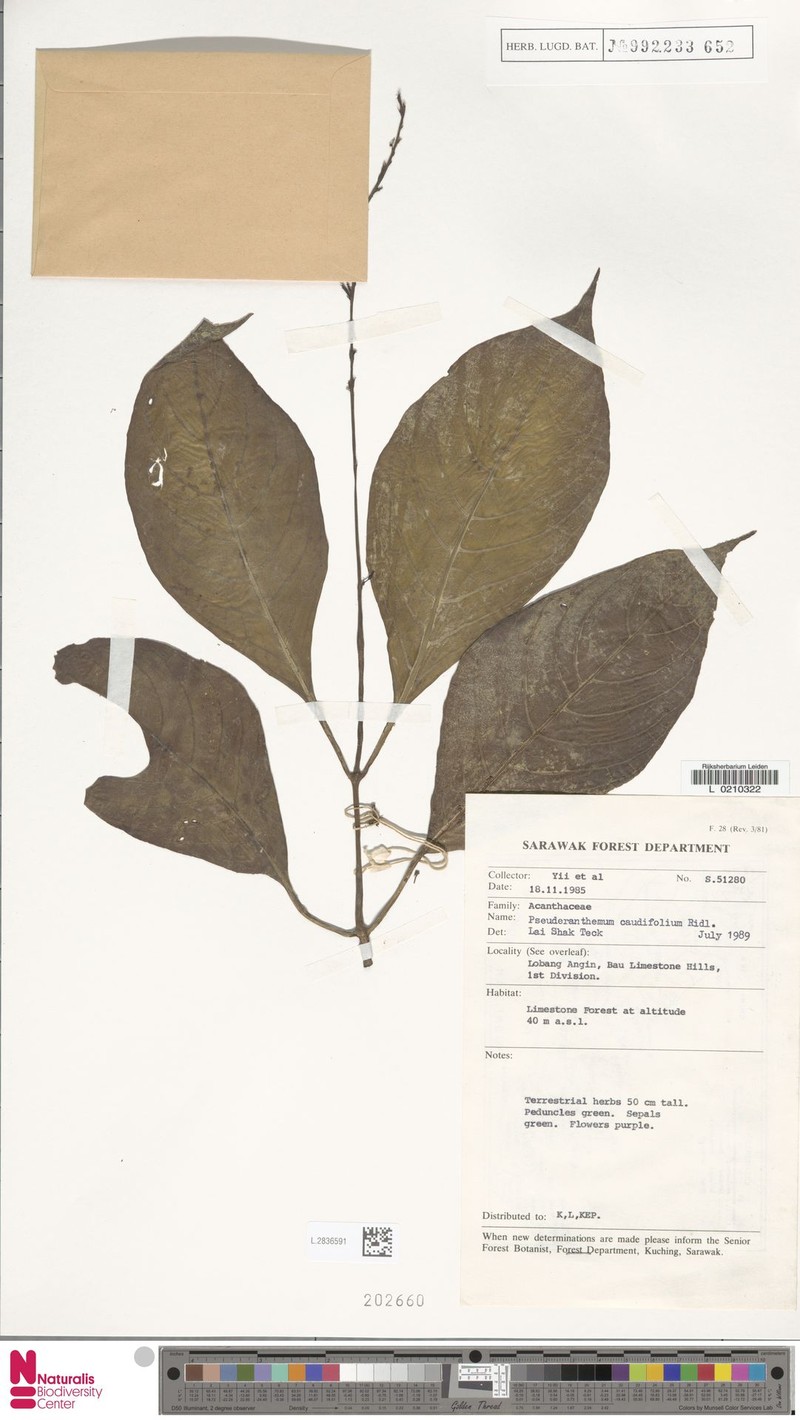 Pseuderanthemum caudifolium