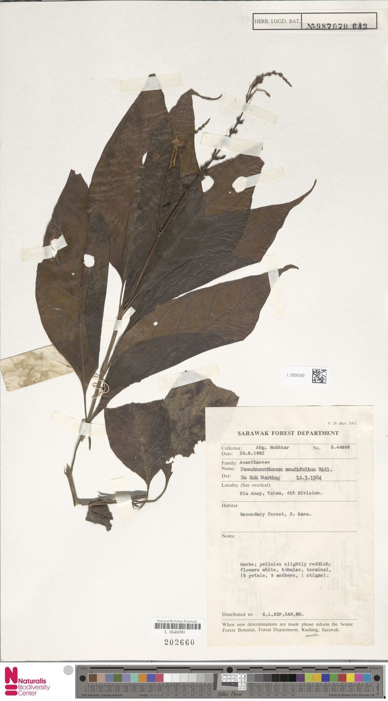 Pseuderanthemum caudifolium photo 2