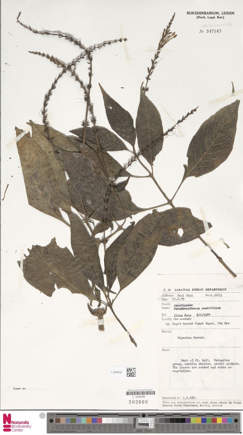 Pseuderanthemum caudifolium photo 3