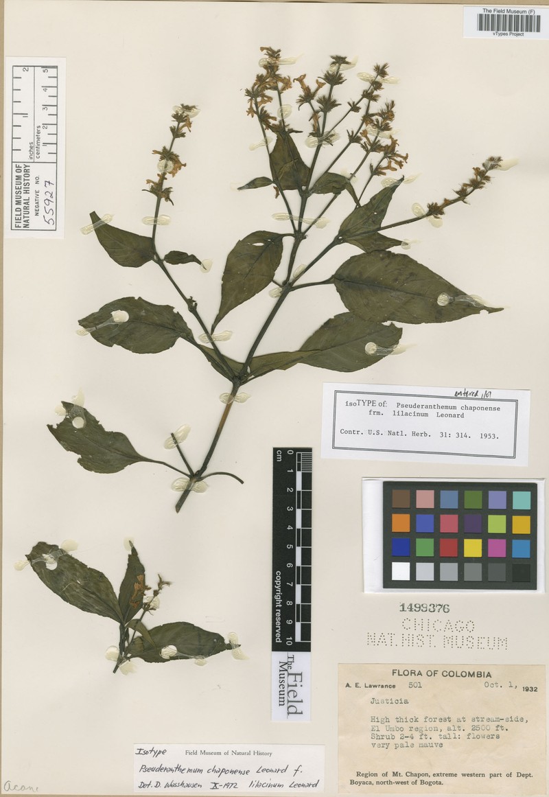 Pseuderanthemum chaponense