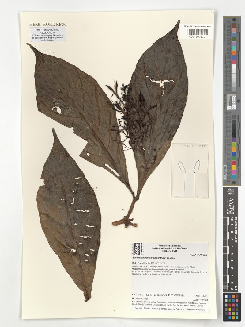 Pseuderanthemum chilianthium