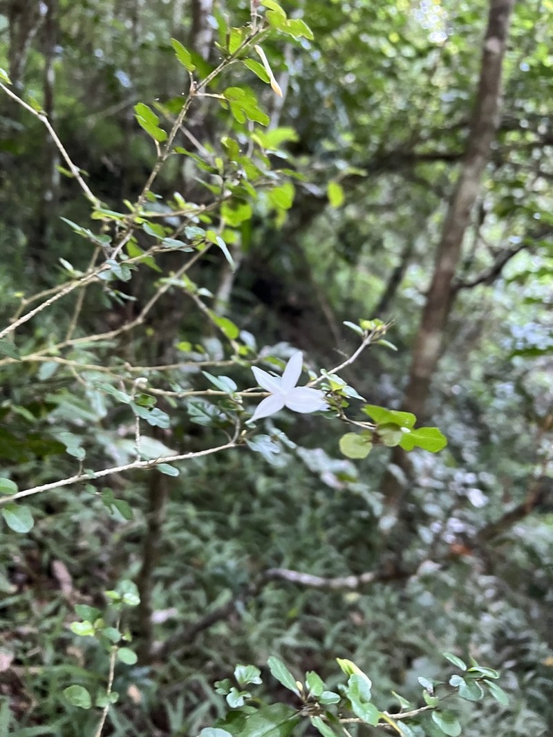 Pseuderanthemum comptonii