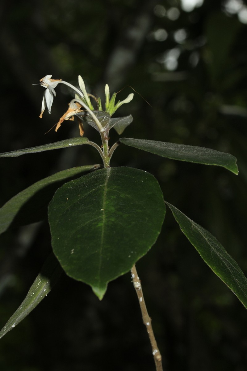 Pseuderanthemum comptonii photo 2