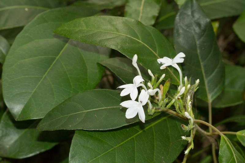 Pseuderanthemum comptonii photo 3