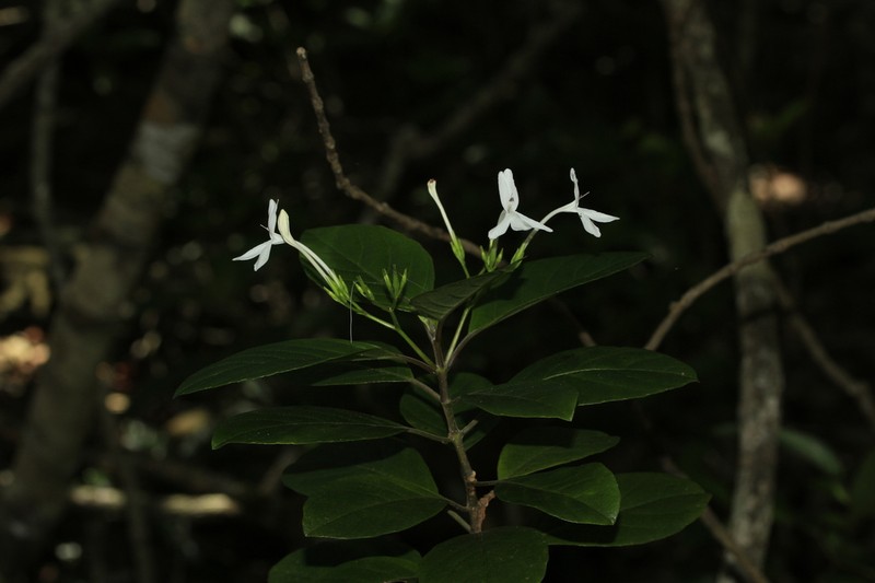 Pseuderanthemum comptonii photo 4
