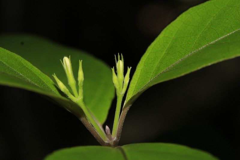Pseuderanthemum comptonii photo 5