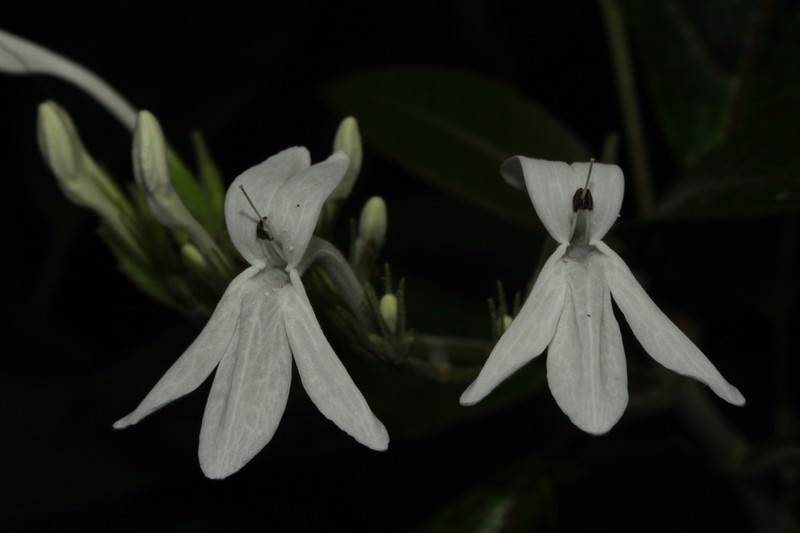 Pseuderanthemum comptonii photo 6
