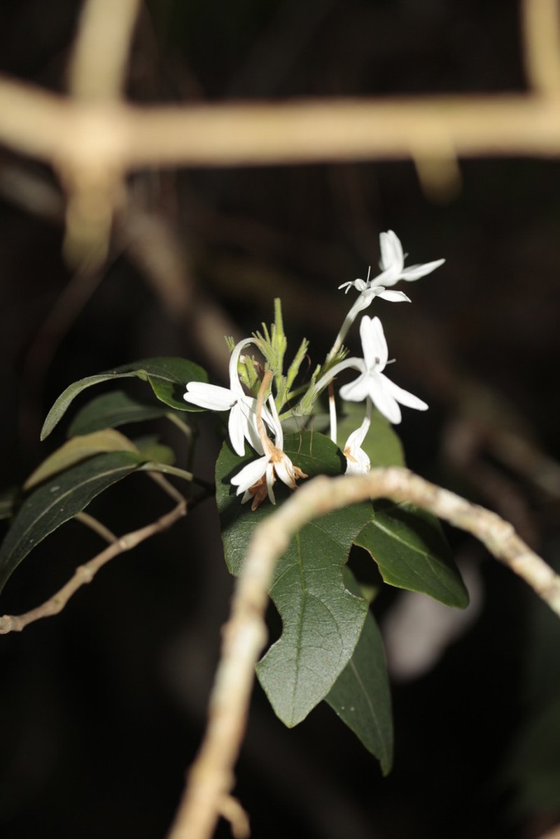 Pseuderanthemum comptonii photo 7
