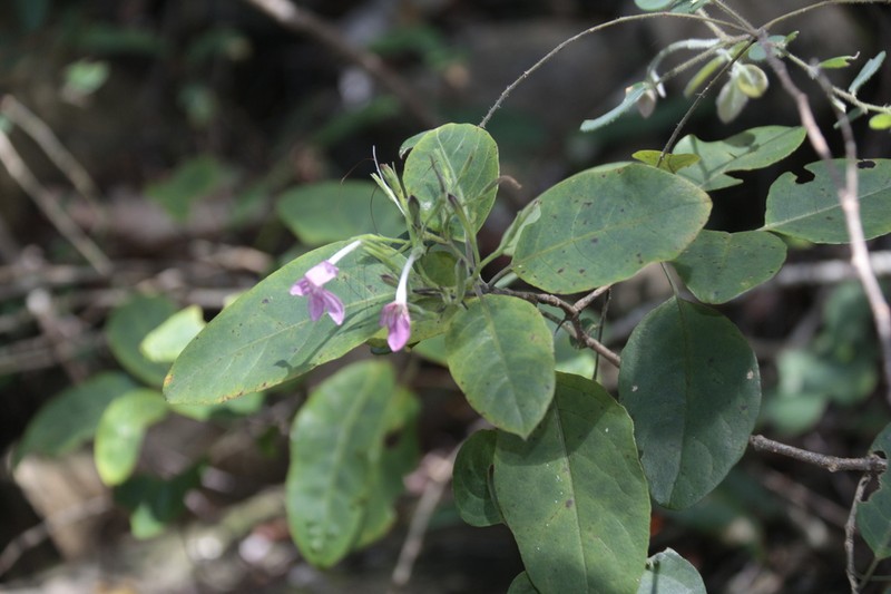 Pseuderanthemum comptonii photo 8