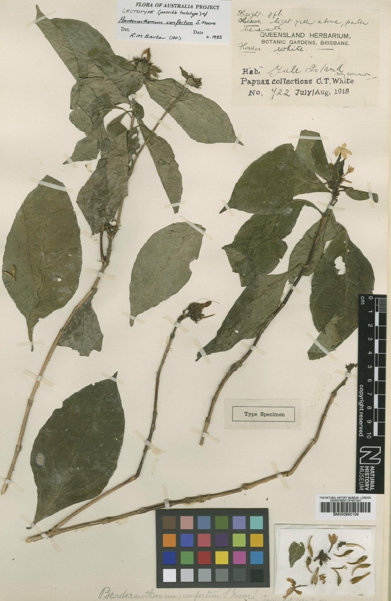 Pseuderanthemum confertum