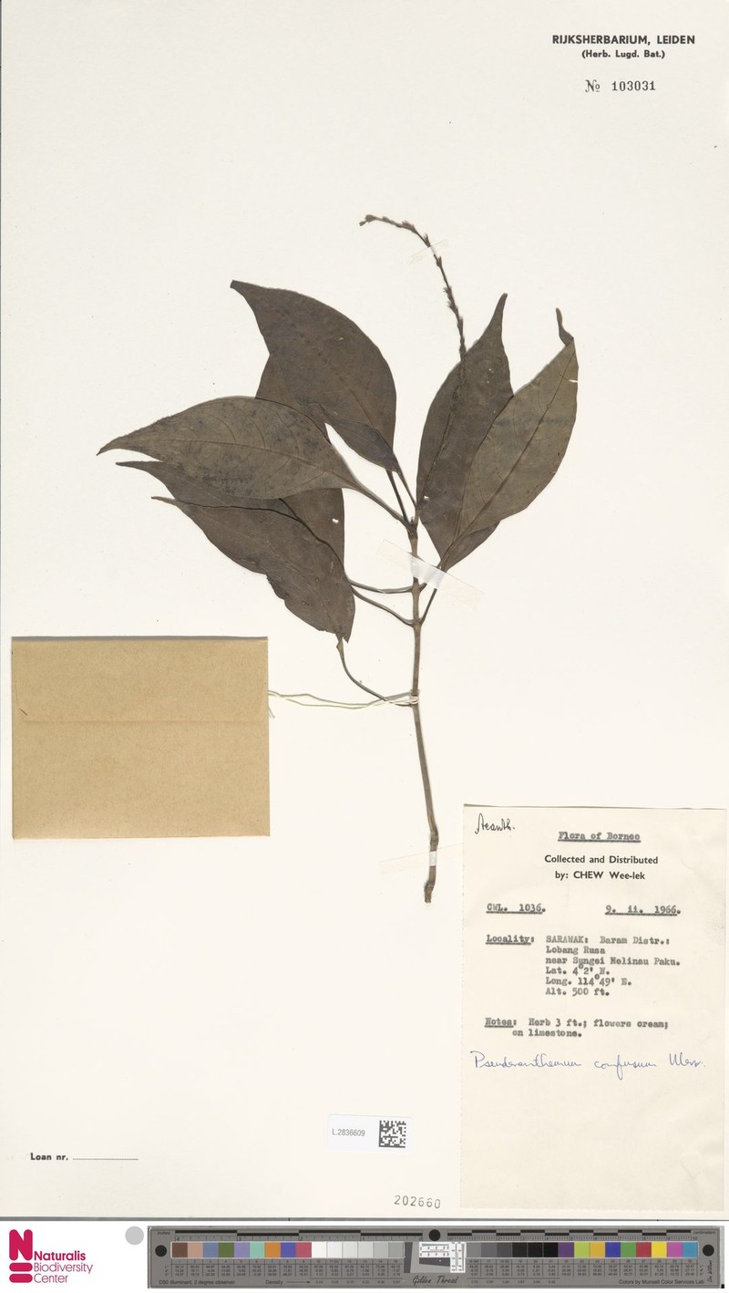 Pseuderanthemum confusum