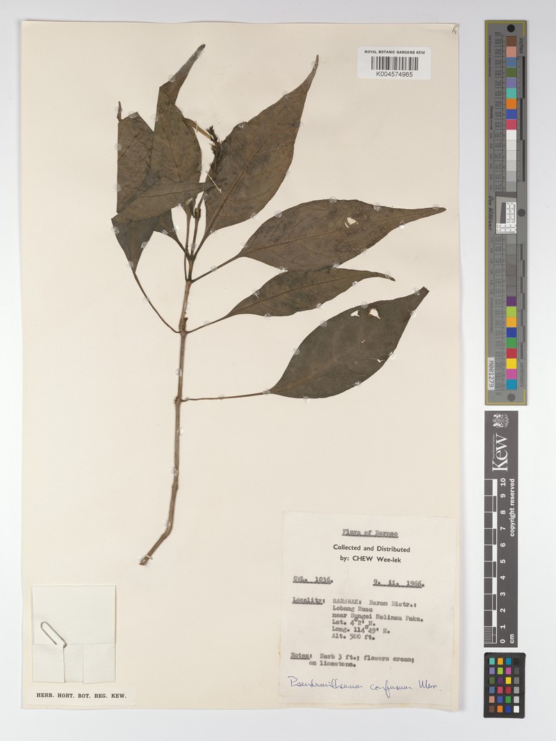 Pseuderanthemum confusum photo 2