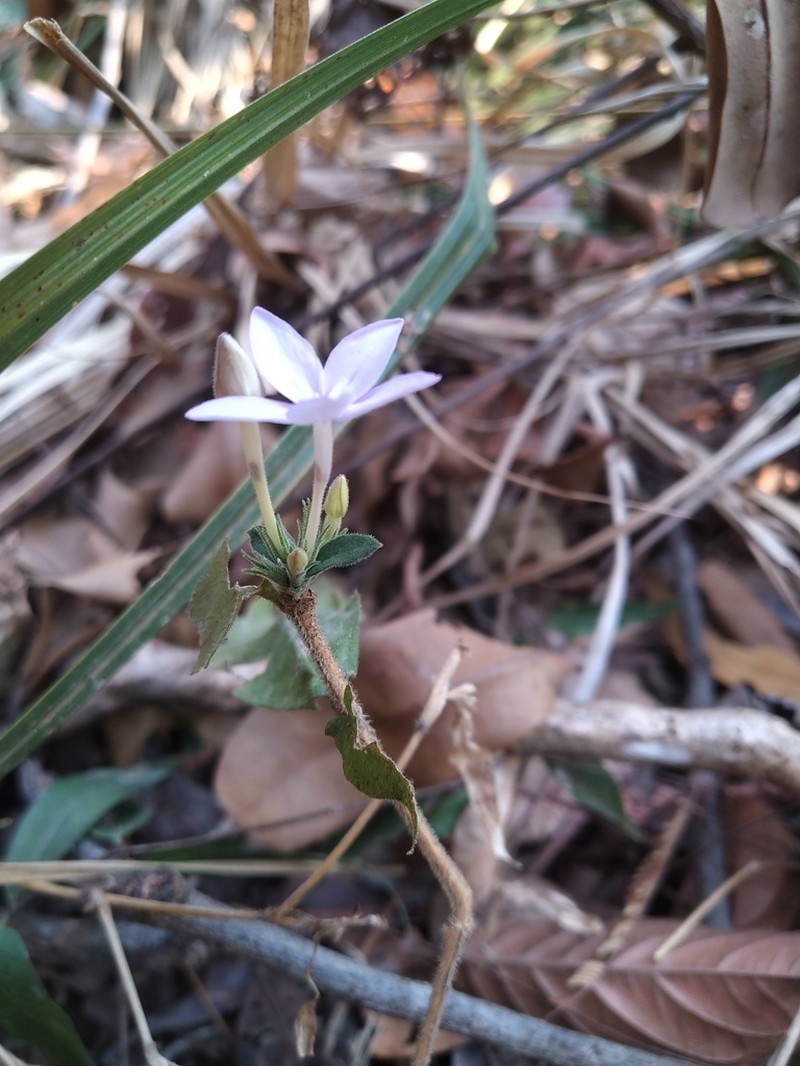 Pseuderanthemum congestum
