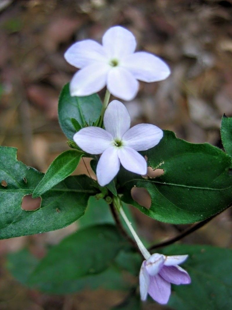 Pseuderanthemum congestum photo 2
