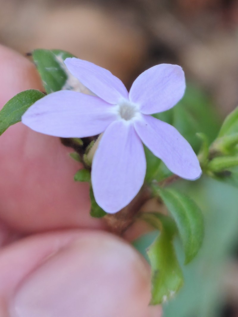Pseuderanthemum congestum photo 3