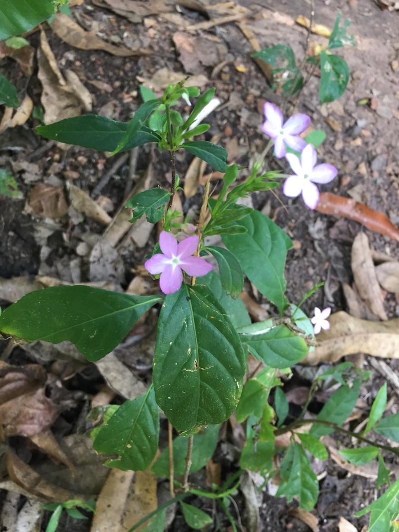 Pseuderanthemum congestum photo 4