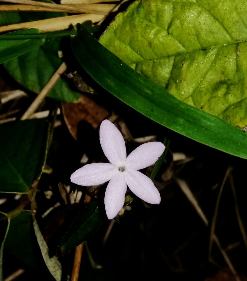 Pseuderanthemum congestum photo 5