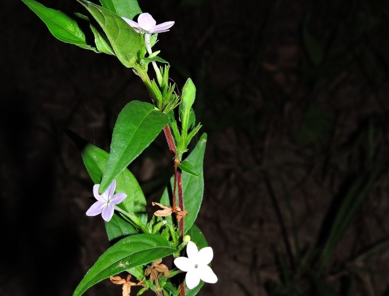Pseuderanthemum congestum photo 6