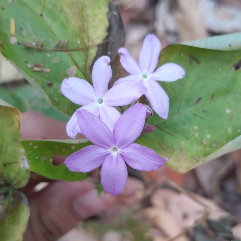 Pseuderanthemum congestum photo 7