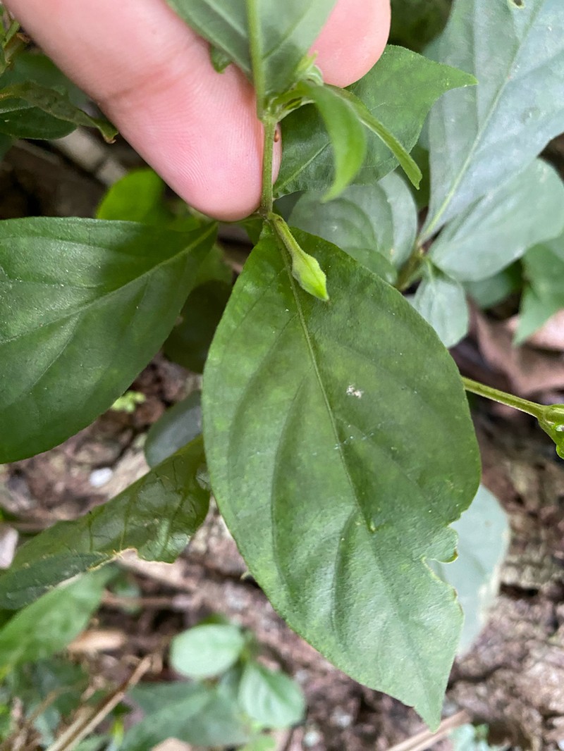 Pseuderanthemum congestum photo 8