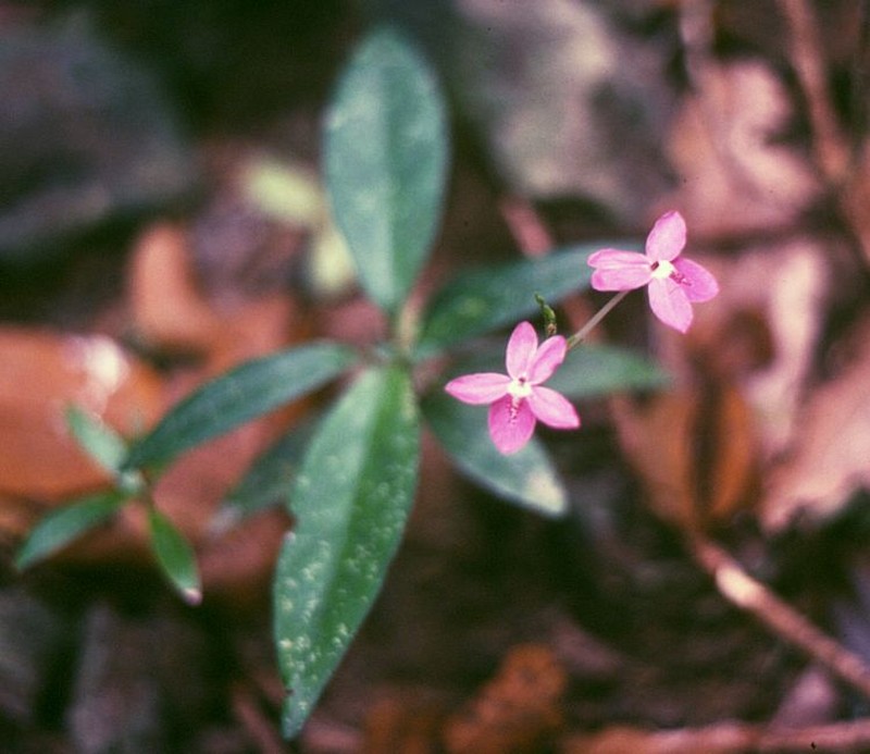Pseuderanthemum crenulatum