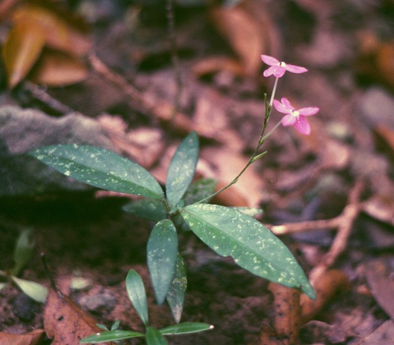 Pseuderanthemum crenulatum photo 2