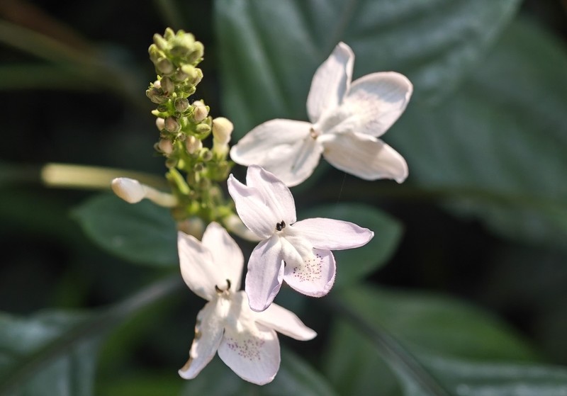 Pseuderanthemum crenulatum photo 3