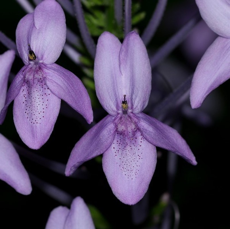 Pseuderanthemum crenulatum photo 4